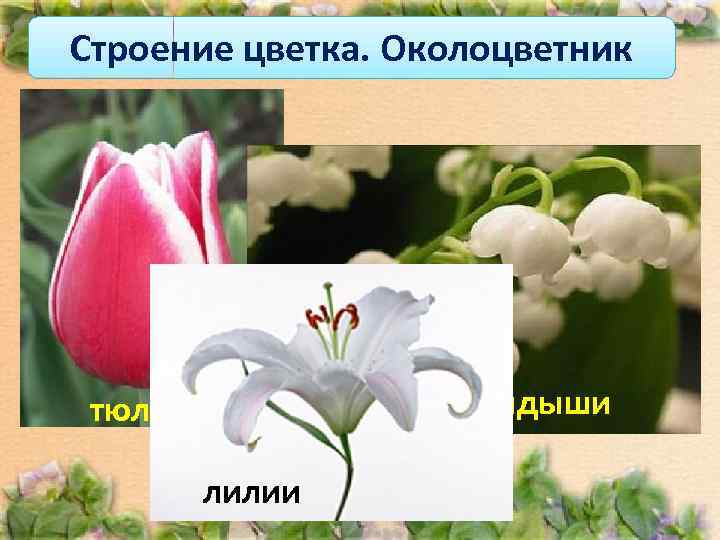 Строение цветка. Околоцветник   Если околоцветник   состоит только из  