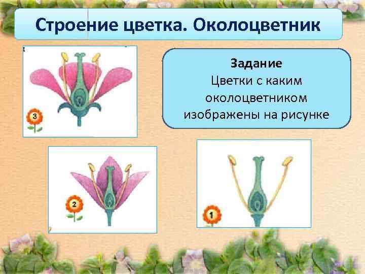 Строение цветка. Околоцветник    Задание    Цветки с каким 