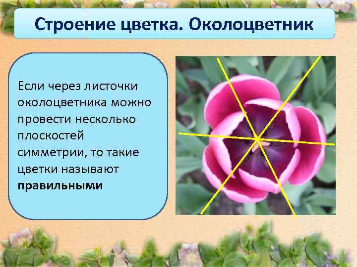  Строение цветка. Околоцветник  Если через листочки околоцветника можно провести несколько плоскостей симметрии,