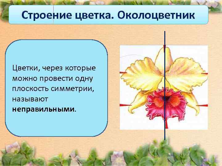  Строение цветка. Околоцветник  Цветки, через которые можно провести одну плоскость симметрии, 