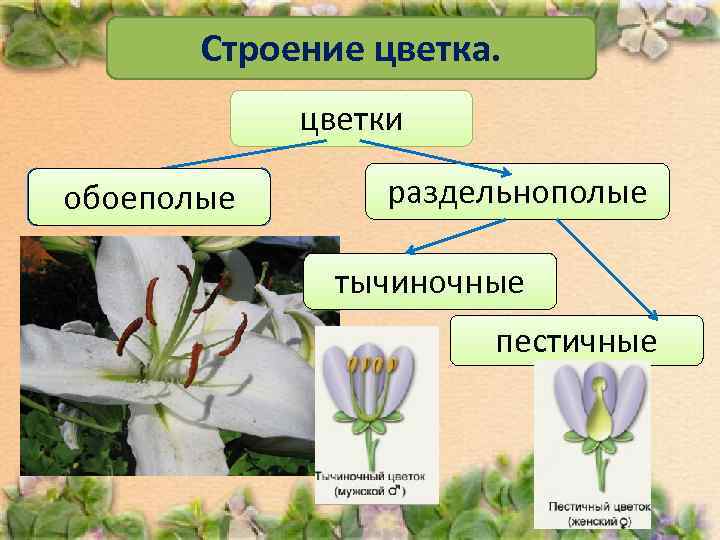   Строение цветка.   цветки обоеполые  раздельнополые    тычиночные