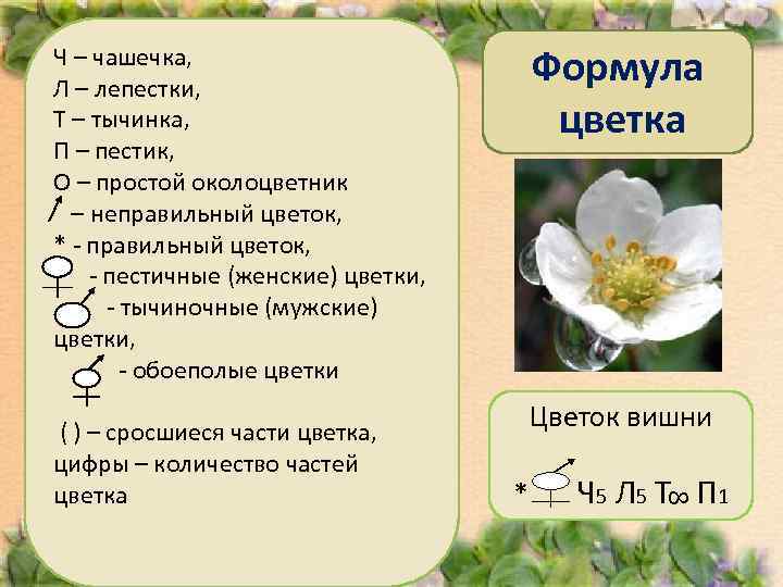 Ч – чашечка, Л – лепестки,       Формула Т