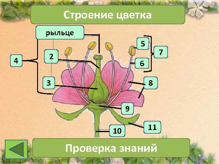   Строение цветка рыльце     5    