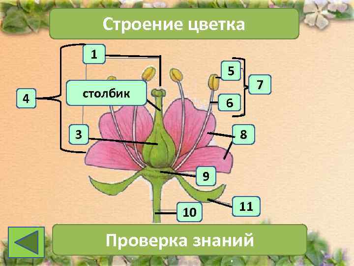    Строение цветка   1      5