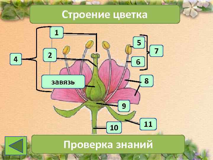   Строение цветка   1     5  
