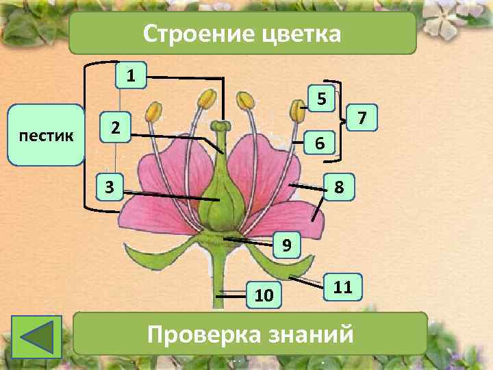    Строение цветка   1      5