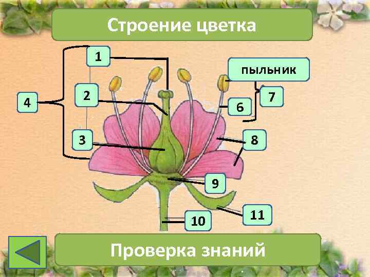   Строение цветка   1     пыльник 2 