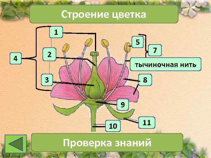   Строение цветка   1     5  