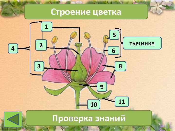   Строение цветка   1     5 2 