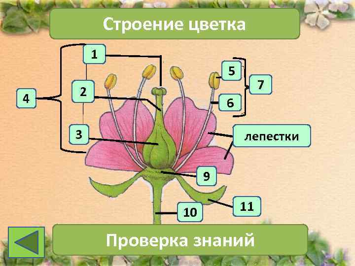  Строение цветка   1     5  
