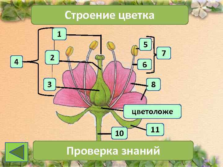   Строение цветка   1      5 