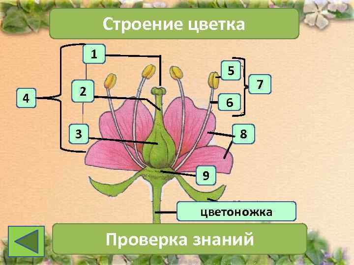   Строение цветка   1      5 