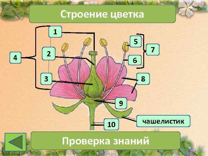   Строение цветка   1     5  