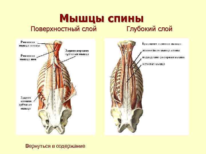 Мышцы спины Поверхностный слой Глубокий слой Вернуться в содержание Мышцы спины Поверхностный слой Глубокий слой Вернуться в содержание