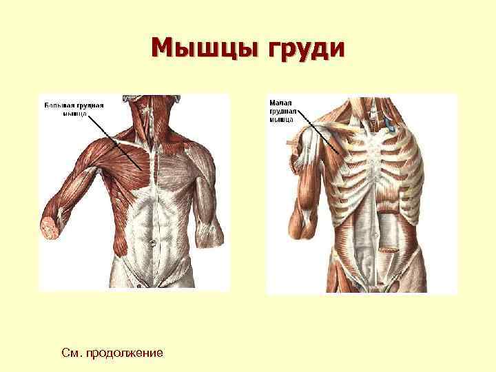 Мышцы груди См. продолжение Мышцы груди См. продолжение