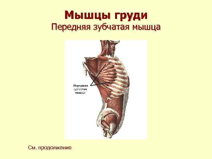 Мышцы груди Передняя зубчатая мышца См. продолжение Мышцы груди Передняя зубчатая мышца См. продолжение