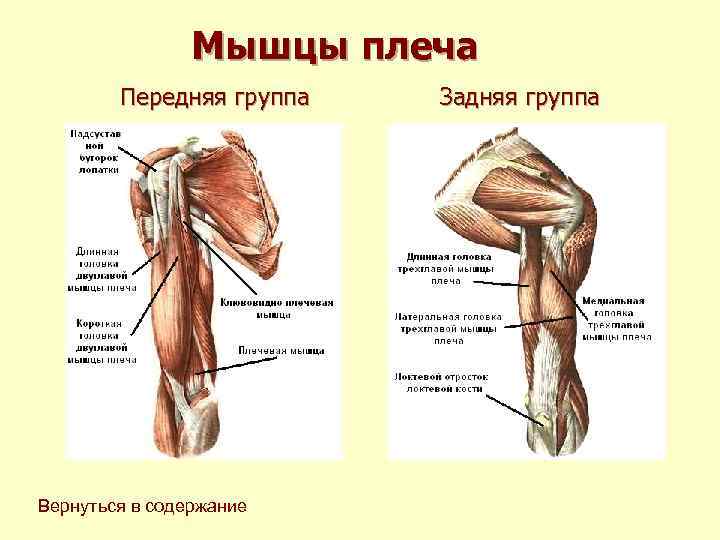 Мышцы плеча Передняя группа Задняя группа Вернуться Мышцы плеча Передняя группа Задняя группа Вернуться