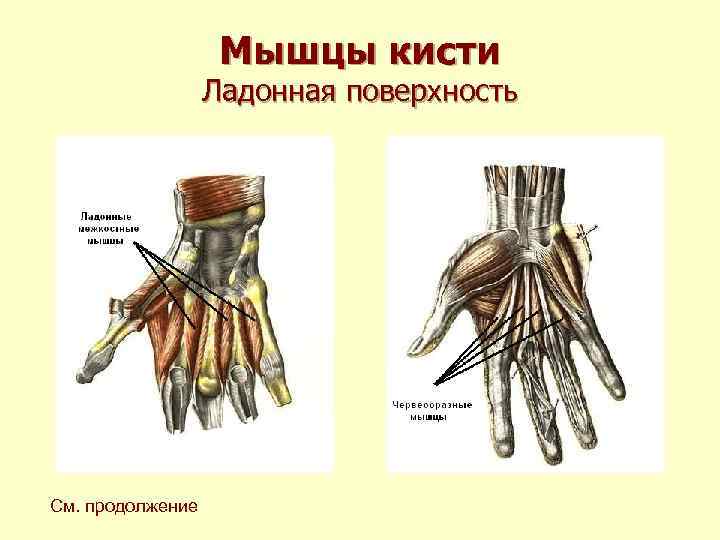 Мышцы кисти Ладонная поверхность См. продолжение Мышцы кисти Ладонная поверхность См. продолжение