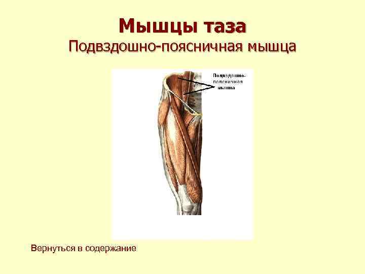 Мышцы таза Подвздошно-поясничная мышца Вернуться в содержание Мышцы таза Подвздошно-поясничная мышца Вернуться в содержание