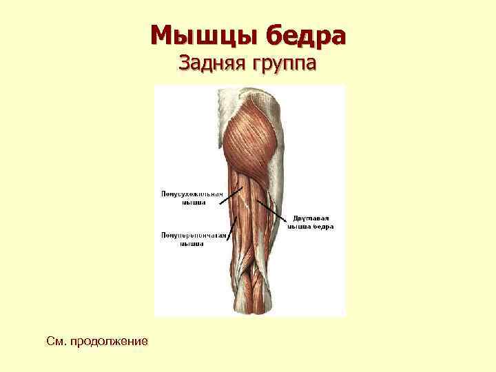 Мышцы бедра Задняя группа См. продолжение Мышцы бедра Задняя группа См. продолжение