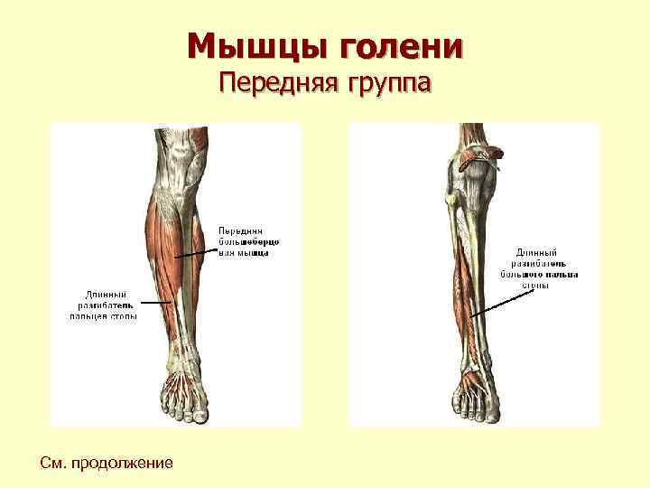 Мышцы голени Передняя группа См. продолжение Мышцы голени Передняя группа См. продолжение