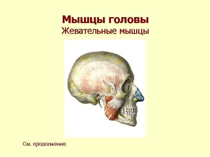 Мышцы головы Жевательные мышцы См. продолжение Мышцы головы Жевательные мышцы См. продолжение