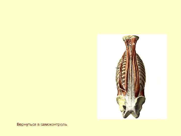 Вернуться в самоконтроль Вернуться в самоконтроль