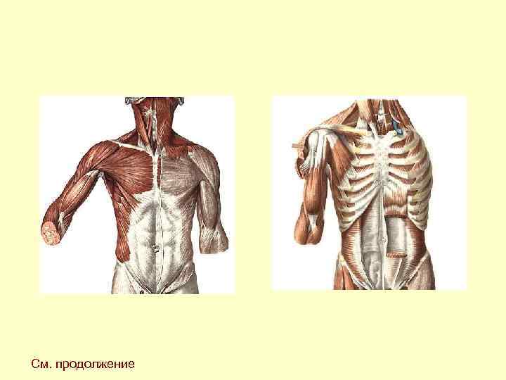 См. продолжение См. продолжение