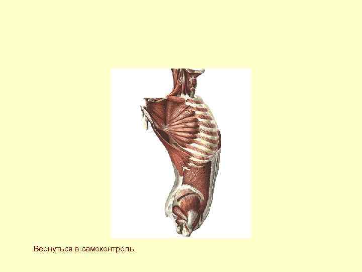 Вернуться в самоконтроль Вернуться в самоконтроль