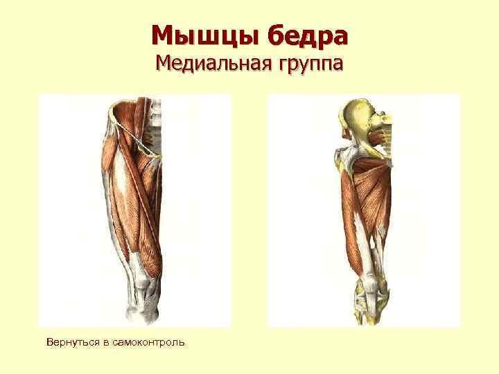 Мышцы бедра Медиальная группа Вернуться в самоконтроль Мышцы бедра Медиальная группа Вернуться в самоконтроль