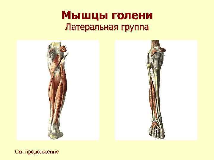 Мышцы голени Латеральная группа См. продолжение Мышцы голени Латеральная группа См. продолжение