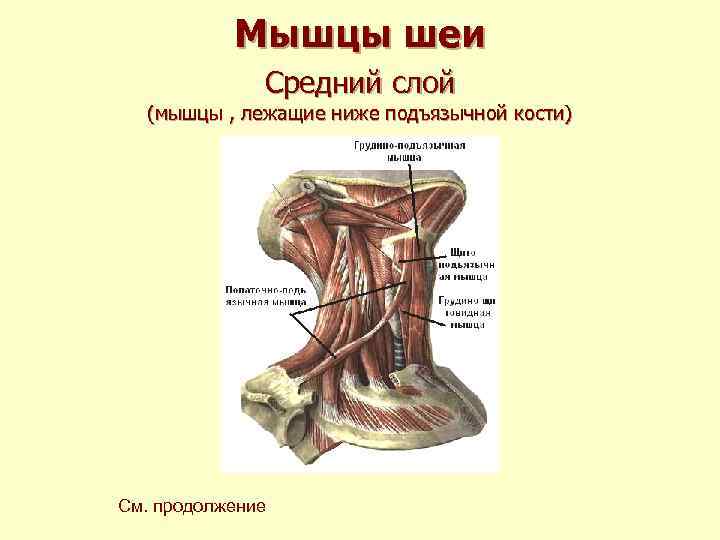 Мышцы шеи Средний слой (мышцы , лежащие ниже Мышцы шеи Средний слой (мышцы , лежащие ниже