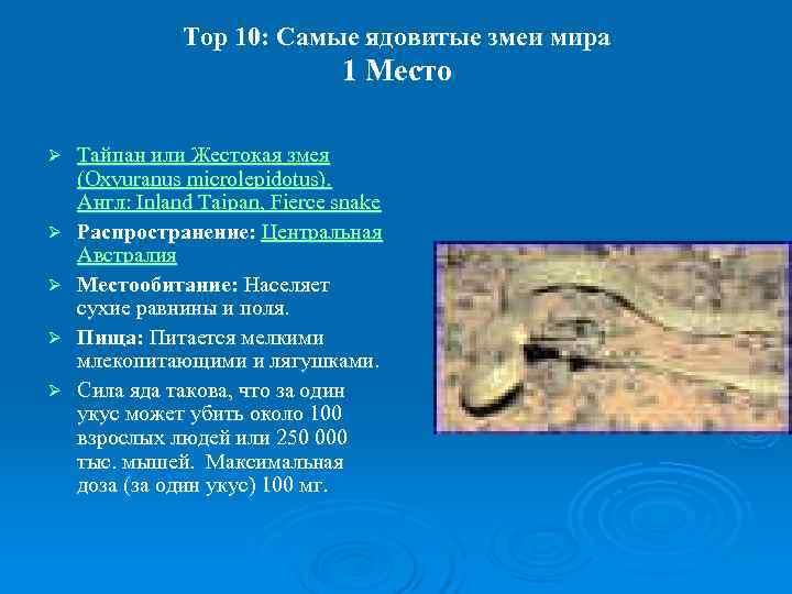     Top 10: Самые ядовитые змеи мира    