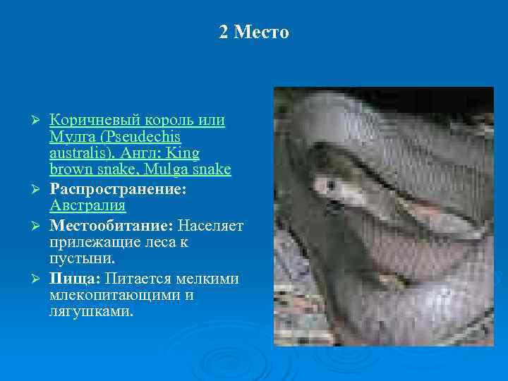     2 Место  Ø  Коричневый король или Мулга (Pseudechis