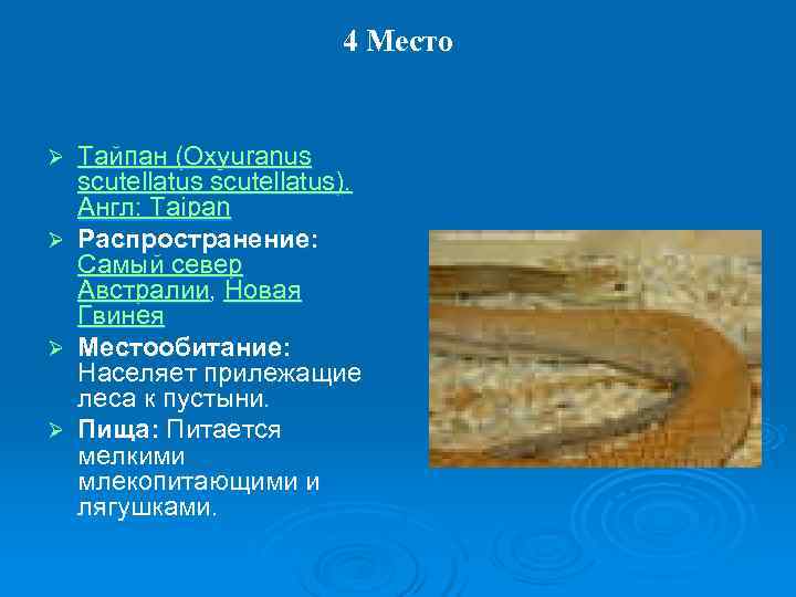       4 Место  Ø  Тайпан (Oxyuranus scutellatus).