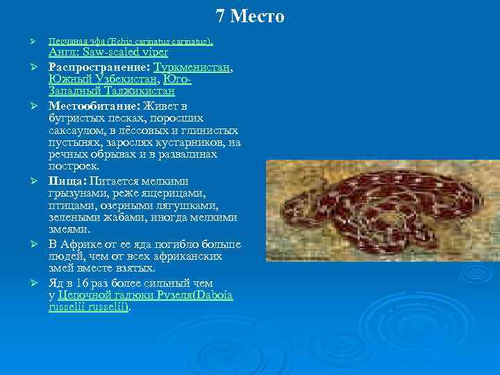      7 Место Ø  Песчаная эфа (Echis carinatus). 