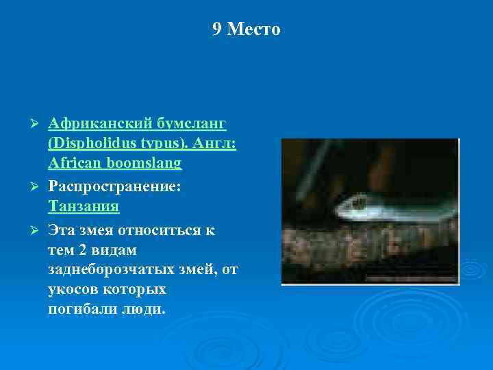     9 Место  Ø Африканский бумсланг  (Dispholidus typus). Англ: