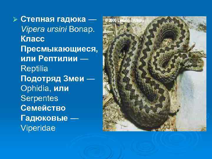 Ø  Степная гадюка — Vipera ursini Bonap. Класс Пресмыкающиеся, или Рептилии — Reptilia