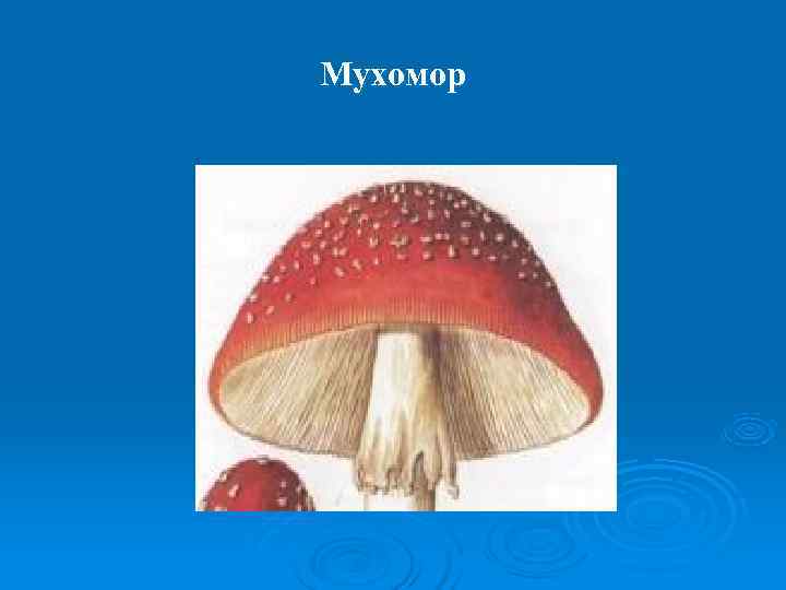 Мухомор 