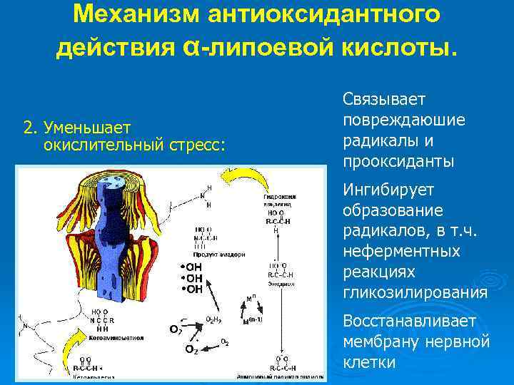   Механизм антиоксидантного  действия α-липоевой кислоты.     Связывает 2.