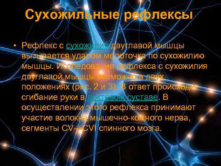  Сухожильные рефлексы  • Рефлекс с сухожилия двуглавой мышцы  вызывается ударом молоточка