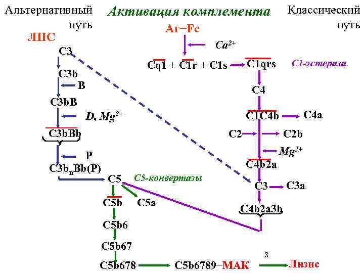 Альтернативный Активация комплемента    Классический  путь   Аг−Fc  
