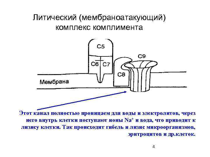  Литический (мембраноатакующий)   комплекс комплимента Этот канал полностью проницаем для воды