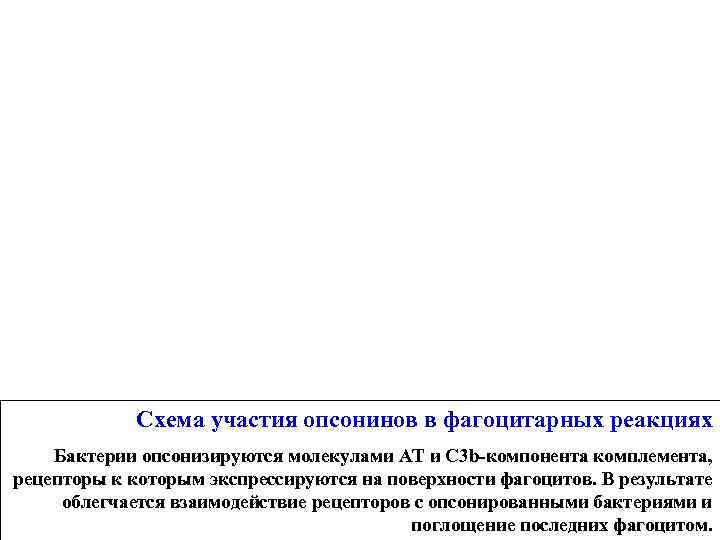    Схема участия опсонинов в фагоцитарных реакциях Бактерии опсонизируются молекулами АТ и