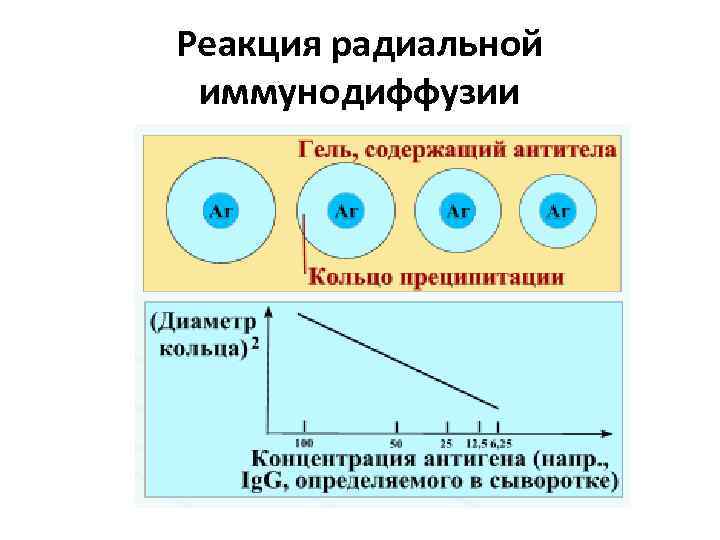 Реакция двойной иммунодиффузии по оухтерлони картинки