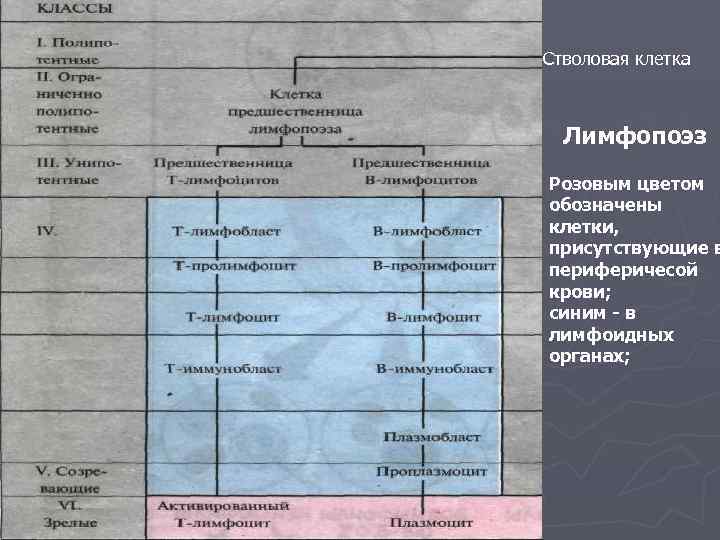 Стволовая клетка Лимфопоэз Розовым цветом обозначены клетки, присутствующие в периферичесой крови; синим - в