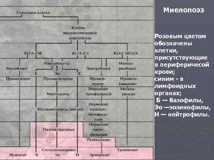  Миелопоэз  Розовым цветом обозначены клетки, присутствующие в периферичесой крови; синим - в