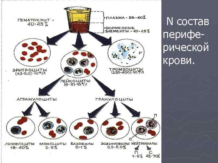  N cостав перифе- рической крови. 