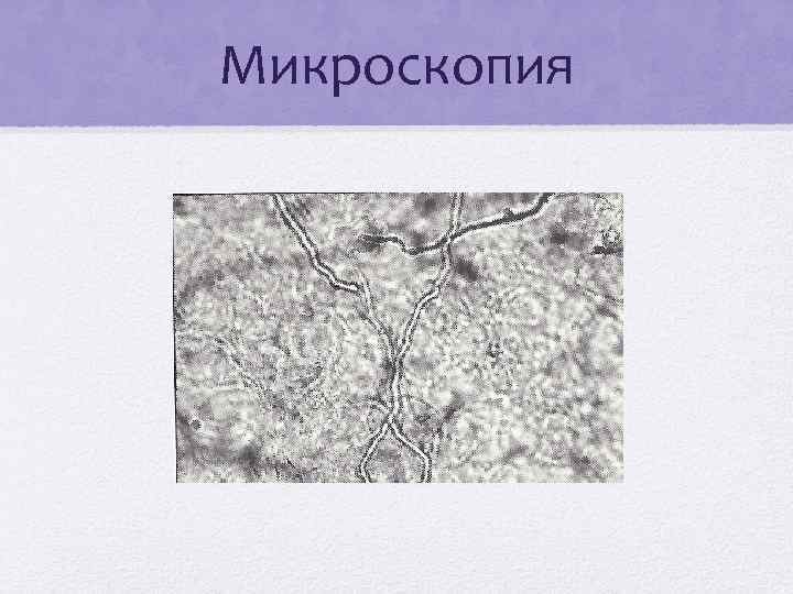 Микроскопия 