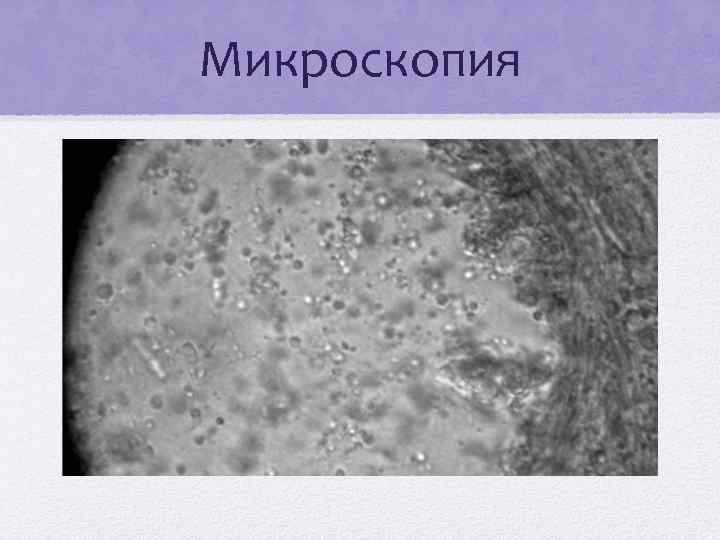 Микроскопия 